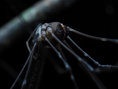 Forsteropsalis pureora