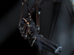 Forsteropsalis pureora