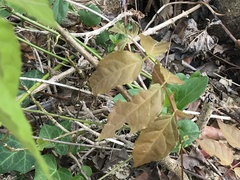 Wisteria sinensis