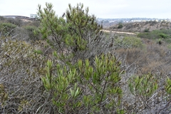 Ornithostaphylos oppositifolia