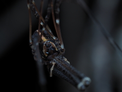 Forsteropsalis pureora