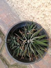 Asphodeloideae