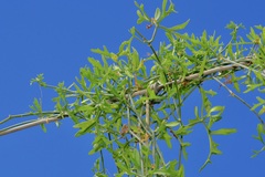 Ibervillea tenuisecta