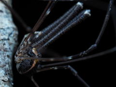 Forsteropsalis pureora