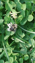 Bombus impatiens