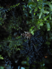 Forsteropsalis pureora