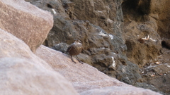 Cinclodes nigrofumosus