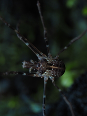 Forsteropsalis pureora