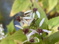 Eurybia