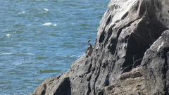 Poikilocarbo gaimardi