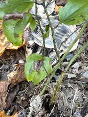 Smilax rotundifolia