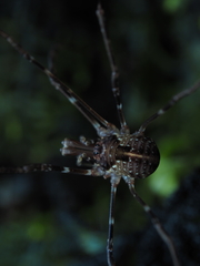 Forsteropsalis pureora