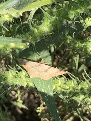 Psamatodes abydata