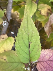 Eurybia