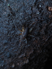 Macropathinae