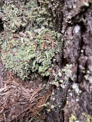 Cladonia macilenta