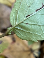Eurybia