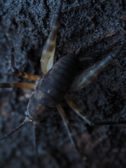 Macropathinae