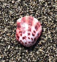 Spondylus nicobaricus