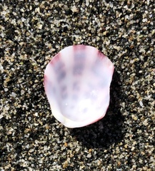 Spondylus nicobaricus