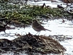 Setophaga coronata