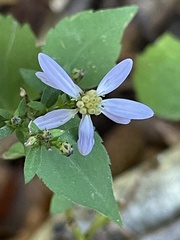 Eurybia