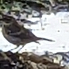 Setophaga coronata