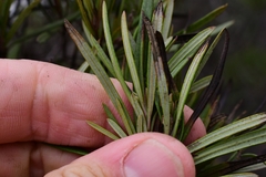 Ornithostaphylos oppositifolia
