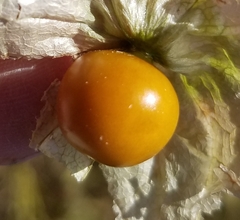 Physalis longifolia