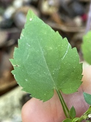 Eurybia