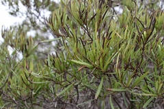 Ornithostaphylos oppositifolia