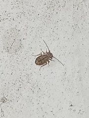 Cerobasis