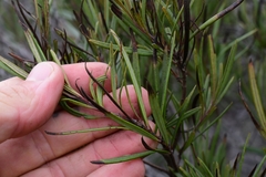 Ornithostaphylos oppositifolia
