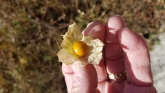 Physalis longifolia