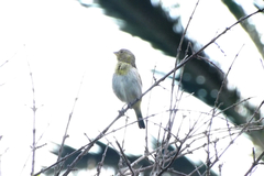 Sicalis flaveola