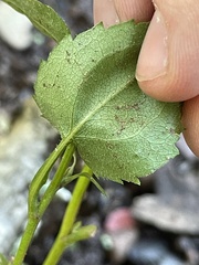 Eurybia