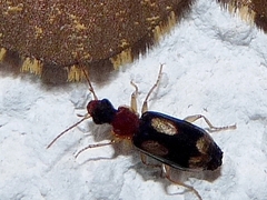 Dromius quadrimaculatus