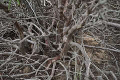 Ornithostaphylos oppositifolia