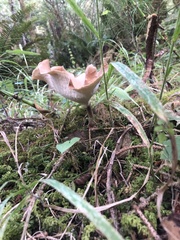 Cerioporus leptocephalus