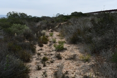 Ornithostaphylos oppositifolia