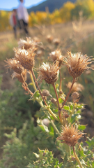 Cirsium arvense
