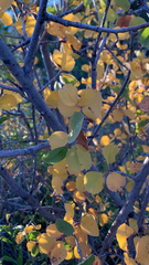 Amelanchier utahensis