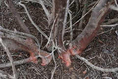 Ornithostaphylos oppositifolia