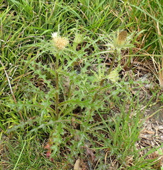 Cirsium horridulum