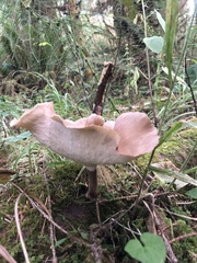 Cerioporus leptocephalus