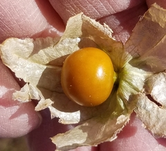 Physalis longifolia