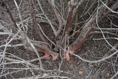 Ornithostaphylos oppositifolia