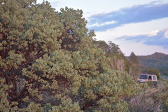 Arctostaphylos glauca