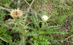 Cirsium horridulum