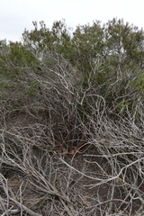 Ornithostaphylos oppositifolia